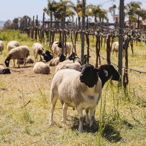 Wine Academy Meet the Sheep | March 6 - Educational event at Wilson Creek Winery in Temecula, California